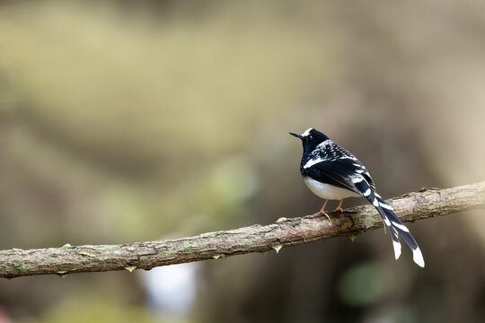 Spotted forktail perched above forest stream surrounded by shaded woodland calm