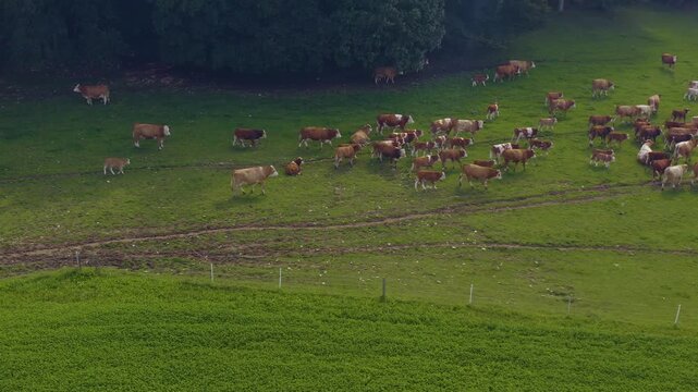 Aerial view of cows in Germany on a sunny day in summer on a pasture. A heard of cows running