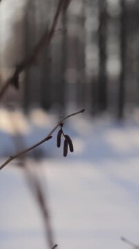 Cinematic Orbital View of Winter Catkins | Rotating Forest Branch Detail | Filmic Nature Bokeh B-Roll | Minimalist Winter Storytelling Background