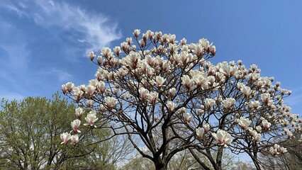 Magnolia tree in full bloom with white flowers against a blue sky and green trees.