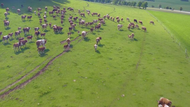 Aerial view of cows in Germany on a sunny day in summer on a pasture. A heard of cows running