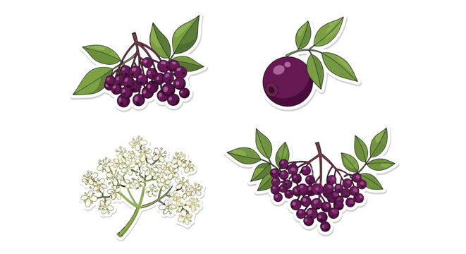 Illustrations of elderberry plants showcasing berries flowers and foliage details