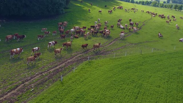 Aerial view of cows in Germany on a sunny day in summer on a pasture. A heard of cows running