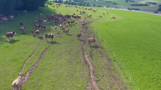 Aerial view of cows in Germany on a sunny day in summer on a pasture. A heard of cows running