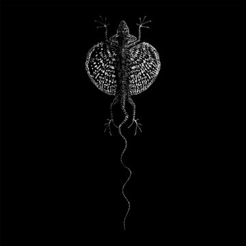 Draco volans lizard, also known as the flying dragon, showcasing its distinctive wing-like patagium and elongated tail in a minimalist, isolated composition.