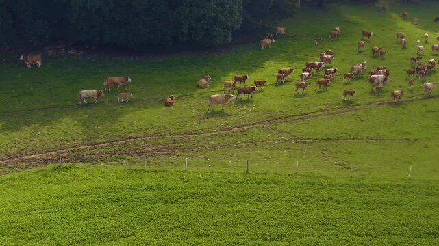 Aerial view of cows in Germany on a sunny day in summer on a pasture. A heard of cows running