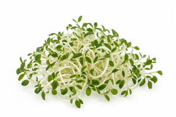 Fresh Alfalfa Sprouts on White Background, Isolated