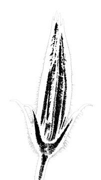 illustration of flower buds in black and white
