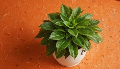 Green succulent houseplant in a white ceramic pot placed on warm terracotta background, minimal natural composition with fresh leaves, earthy tones and modern botanical aesthetic for interior decor