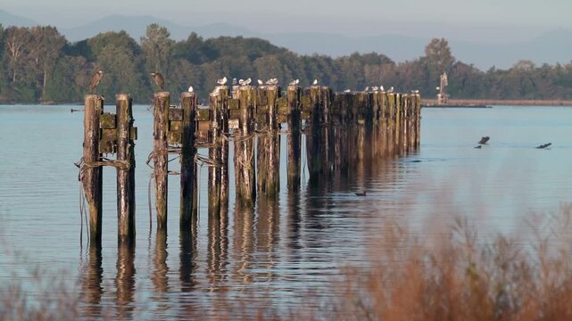 Great Blue Herons Perched on Fraser River Pilings 4K UHD.Great Blue Herons and seagulls perched on pilings on the Fraser River. 4K, UHD. Great Blue Herons and seagulls perched on pilings on the Frase
