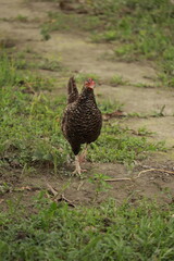 Brown chicken walking on grass and dirt farm yard outdoor scene