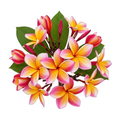 Naklejka premium Vibrant plumeria flowers isolated on transparent background