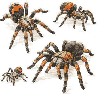 Create a Mexican redknee tarantula (Brachypelma smithi), spider female vintage hand drawn vector illustration set