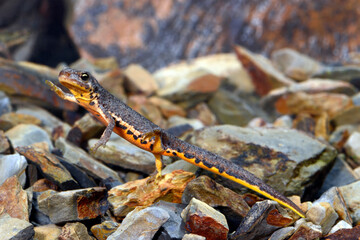 Portuguese smooth newt // Portugiesischer Teichmolch (Lissotriton maltzani) - Carrapateira, Portugal