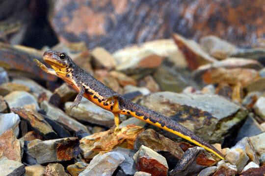 Portuguese smooth newt // Portugiesischer Teichmolch (Lissotriton maltzani) - Carrapateira, Portugal