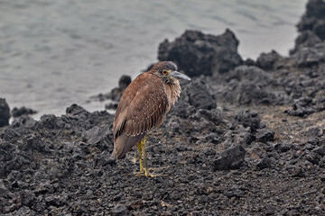 The Patient Hunter of Isabela The juvenile Yellow-crowned Night Heron is a master of camouflage against the Gal&aacute;pagos' volcanic shores. While its adult plumage will eventually turn a sleek grey