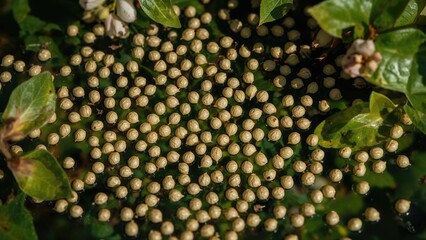 A cluster of white spherical berries among green holly leaves with spiny edges.