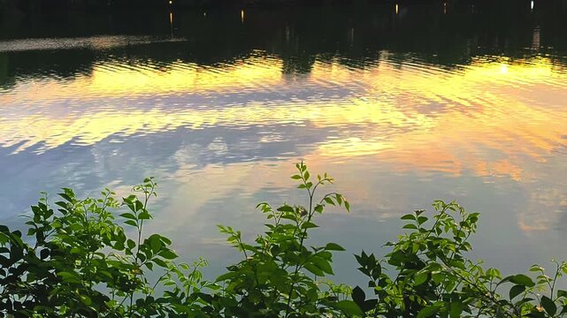 This video captures a serene and atmospheric moment at sunset by a river surface, which acts as a liquid canvas reflecting a palette of gold with vibrant green foliage swaying. 4k 60 fps. 3840 x 2160.