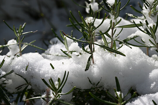 Romarin (Salvia rosmarinus) dans la neige