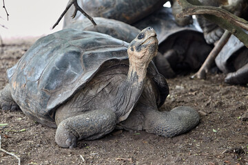 The Gal&aacute;pagos Giant Tortoise (Chelonoidis vicina), the undisputed symbol of Isabela Island and the very creatures that gave the archipelago its name (gal&aacute;pago means "saddle" in old Spanish).