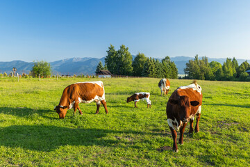 Brown white cows grazing green pasture in Veterna Poruba, Slovakia