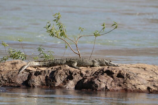 Krokodil in Namibia