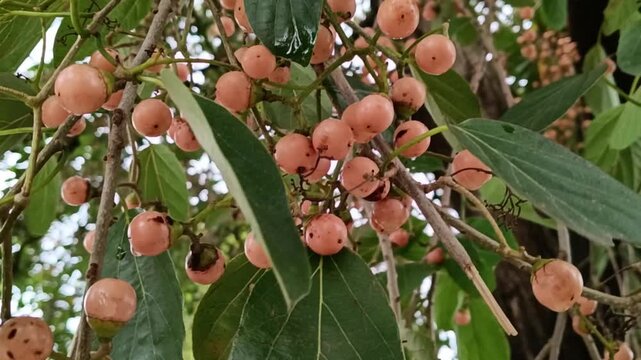 Medicinal plant and Homeopathic industry concept. Cordia myxa, Cordia dochotoma plant tree with ripe golden hanging fruits closeup.