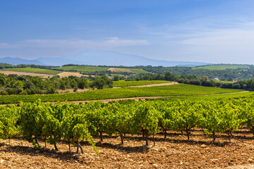 Provence Vineyard Landscape With Mont