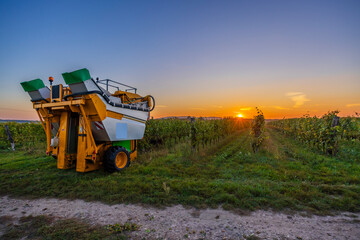 Grape harvester standing in vineyard during sunset