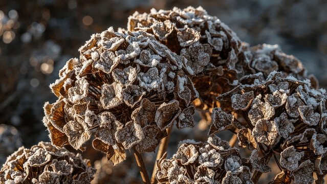 Frost-covered dried leaves or flowers in detail, natural winter scene. Cold weather and botanical elements. The concept of winter and frost.