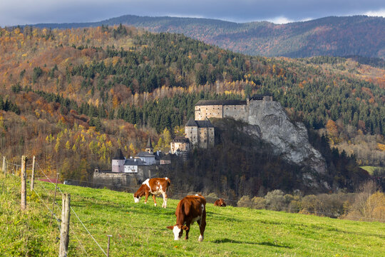 Orava Castle in autumn with grazing cattle