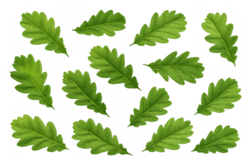 Green oak leaves pattern forming natural background material for autumn, nature, and organic concepts