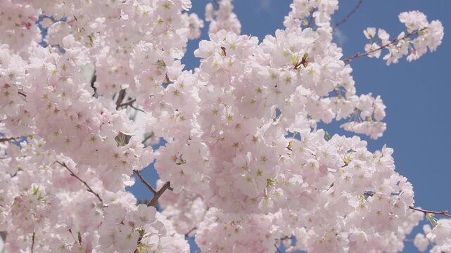 Cherry blossom in Sakura garden. Pink flower of fruit tree. Blooming branch flower and blue sky, spring. Easter Sakura. Spring flower. Spring blossom branch with cherry Sakura