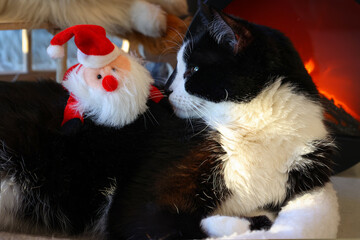 Black and white cat looking at small santa toy Claus. Close-up