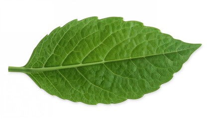 Obraz premium Green leaf isolated on white background.