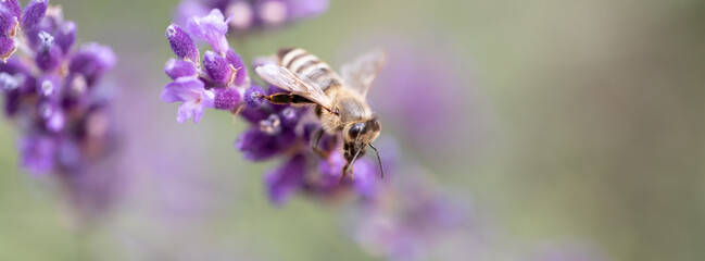 A detailed macro shot of a honeybee on a lavender bloom, capturing delicate petals, pollen and nectar. Vibrant purple tones with a soft, blurred background evoke calm nature imagery.
