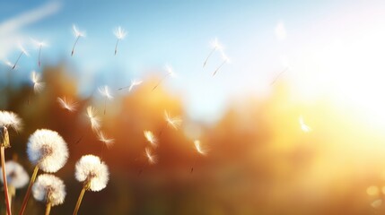 Dandelions release seeds in bright sunlight during a warm spring afternoon