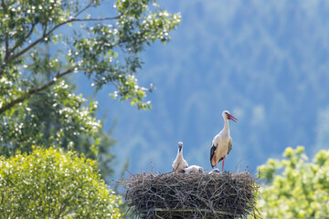 Stork family with chicks in nest, Komancza, Poland © Richard Semik