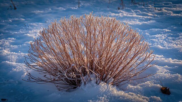 A dried shrub in the snow during winter.