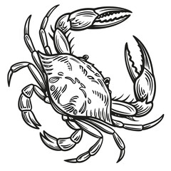 Detailed realistic blue crab vector in classic engraving style with fine line work. Ideal for premium packaging, tattoos, seafood labels, vintage branding, and editorial illustrations. Clean monochrom