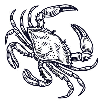 This high-quality, realistic blue crab vector illustration captures the vibrant colors and intricate details of the iconic Callinectes sapidus. Featuring the signature bright blue claws and mottled.