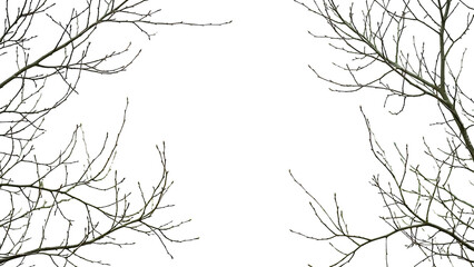 Delicate natural framework of intricate bare tree branches against a bright, expansive white background, capturing the essence of minimalist beauty and seasonal transitions