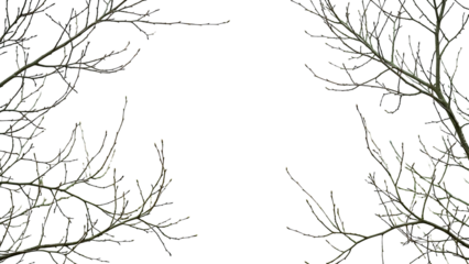 Delicate natural framework of intricate bare tree branches against a bright, expansive white background, capturing the essence of minimalist beauty and seasonal transitions