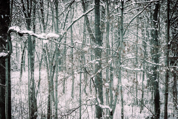 Landschaft im Winter Wald mit Schnee