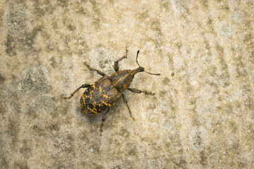Large Pine Weevil (Hylobius abietis) macro on the base of a wind turbine, forest pest.