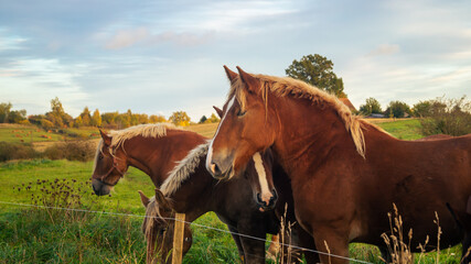 Horses standing in a field near a fence. Close-up of a group of horses on green grass.