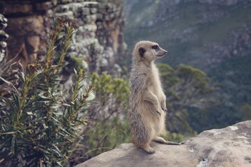 Meerkat standing alert on rocky cliff in scenic landscape, surrounded by natural vegetation and captivating wilderness. Ideal wildlife photo.