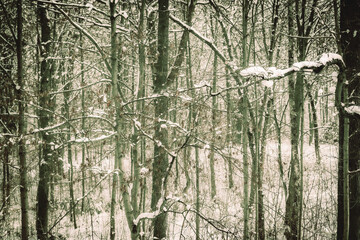 Landschaft im Winter Wald mit Schnee