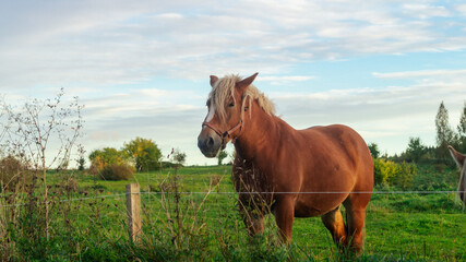 A brown horse stands by a fence in a green field with a blue cloudy sky