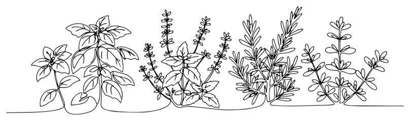Continuous line drawing of fresh culinary herbs including basil mint and rosemary © Katarzyna